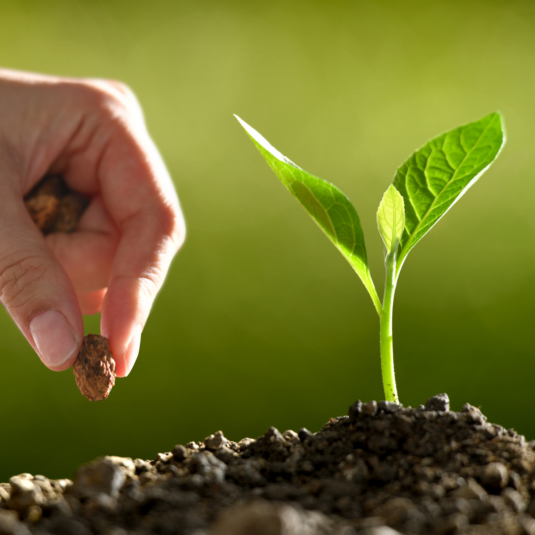 Seed Seed